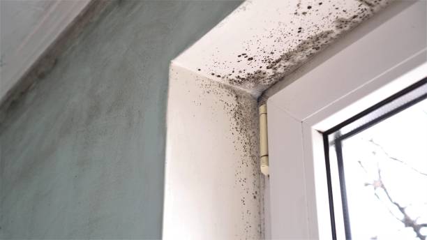 Best Commercial Mold Removal  in Bedford, IA