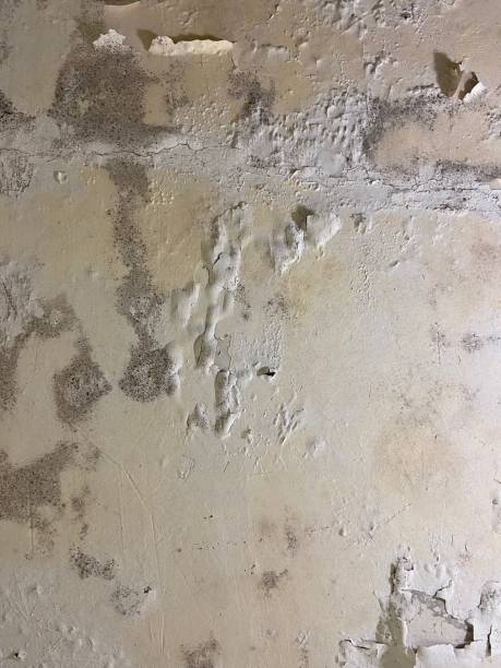 Best Local Mold Removal Service  in Bedford, IA