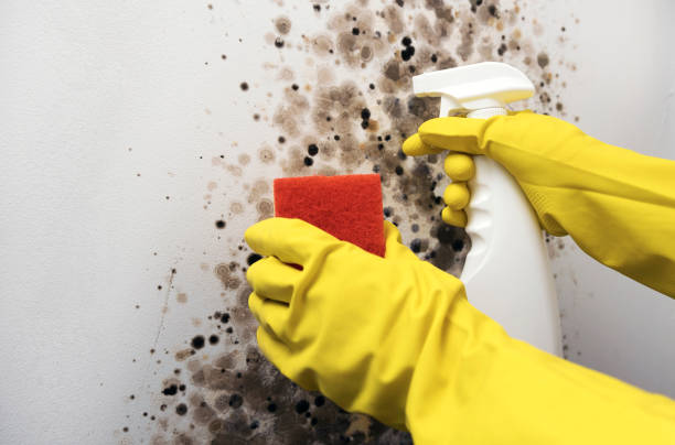 Best Attic Mold Removal  in Bedford, IA