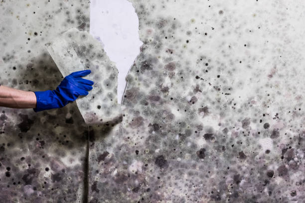Office Mold Removal Services in Bedford, IA
